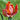 Ruffled Fully-Bloomed Blumex Tulip