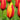 Bicolored Clusiana Chrysantha Bloom