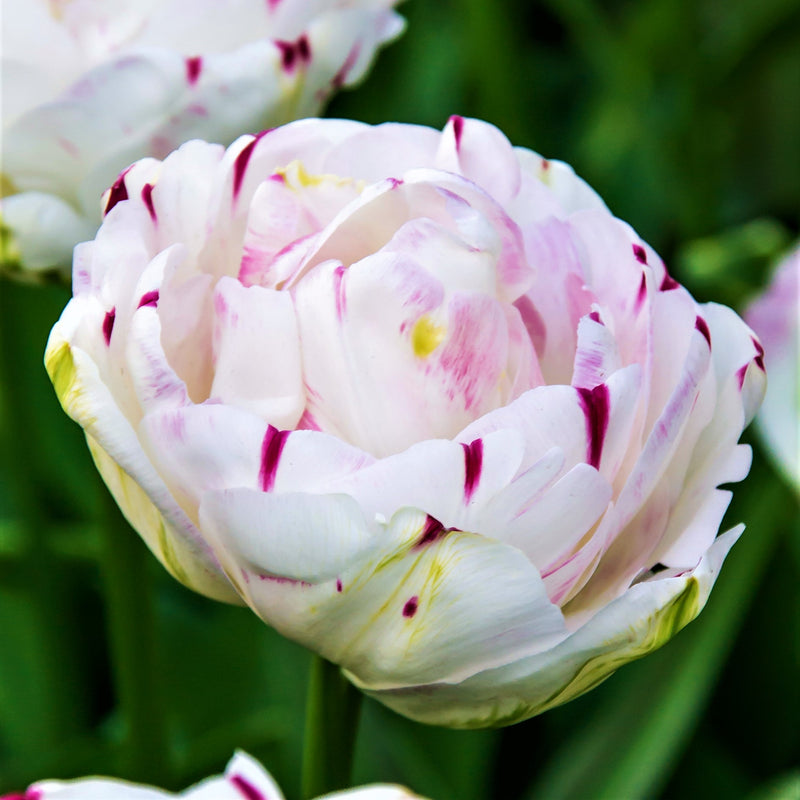 Fully-Bloomed Danceline Tulip 
