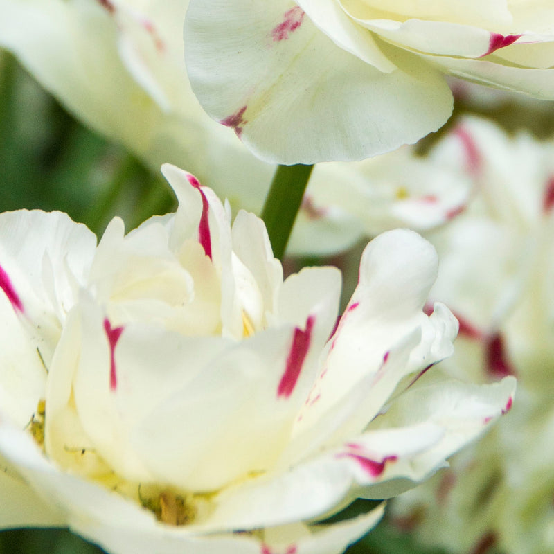 Double White Tulips