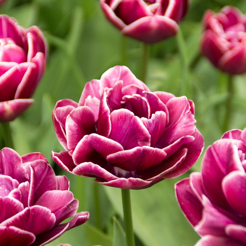 White-Edged Deep Pink Tulips