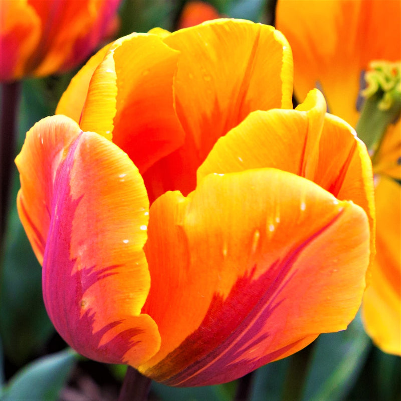 Vibrant Orange Princess Irene Tulip