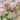 Rosy Centered Allium Flowers