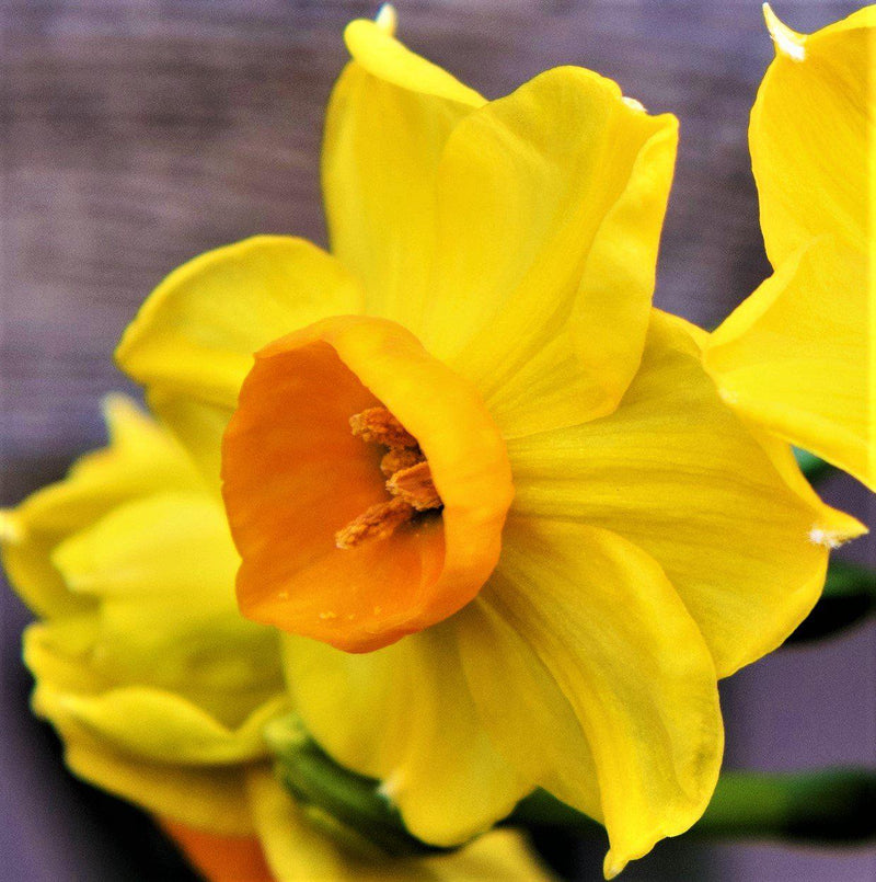 Yellow and Orange Daffodil Bloom