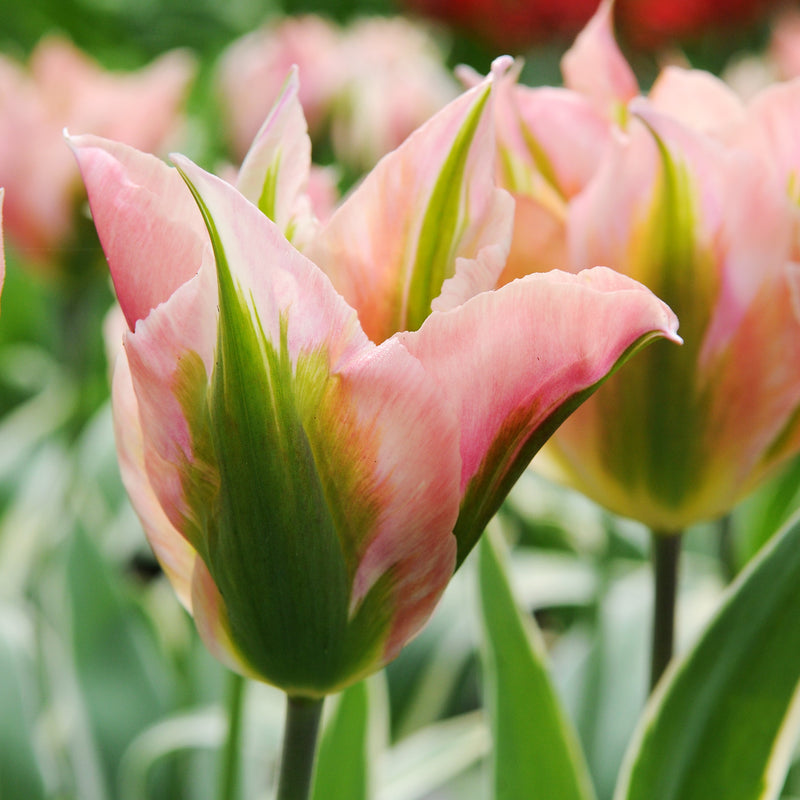 Soft Pink and Bright Green China Town Tulip