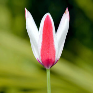 Red and White Tulip Clusiana Lady Jane