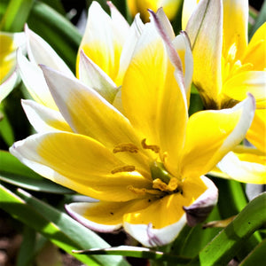 Yellow and White Tulip Dasystemon Tarda