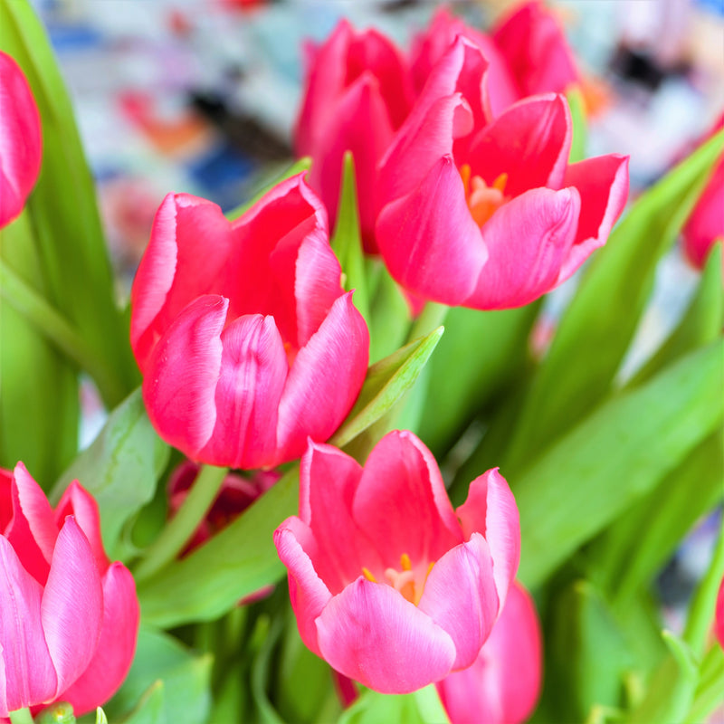 Blooming Pink Tulips