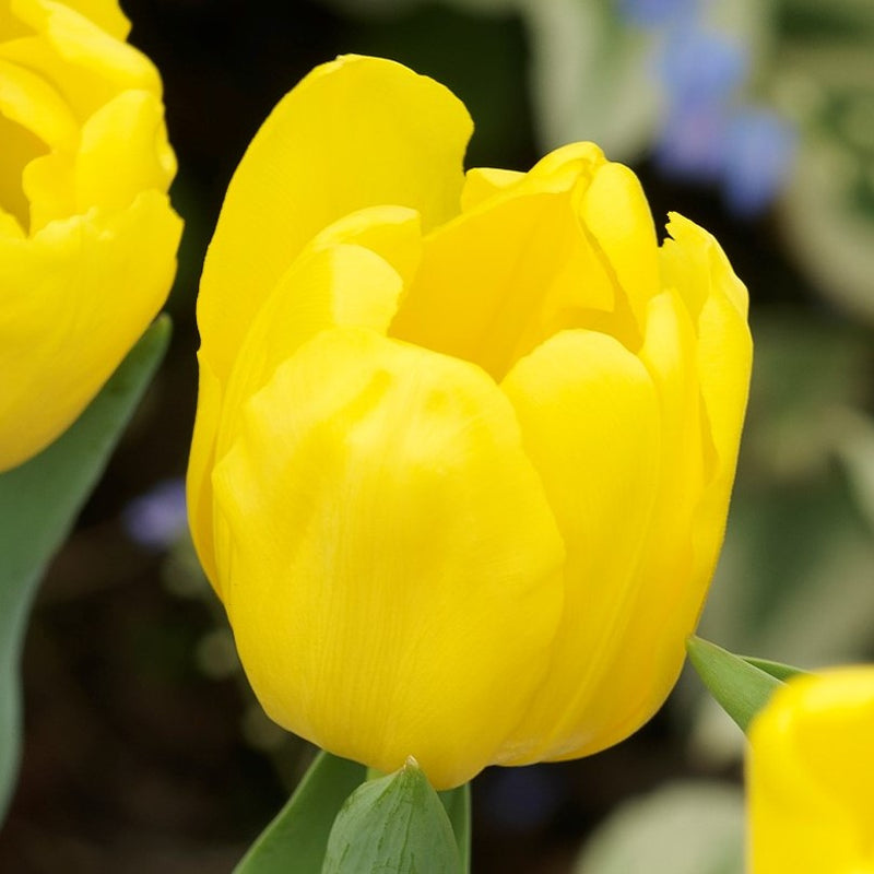 Yellow Tulip Bloom