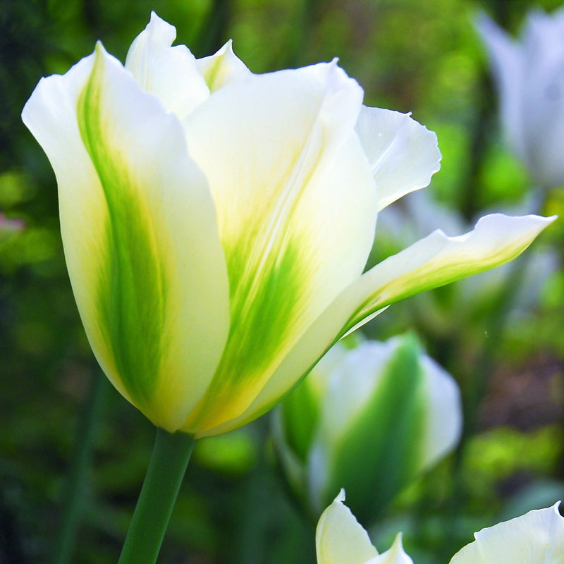 Eye-Catching Spring Green Tulips