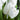 Marble-White Tulip Maureen