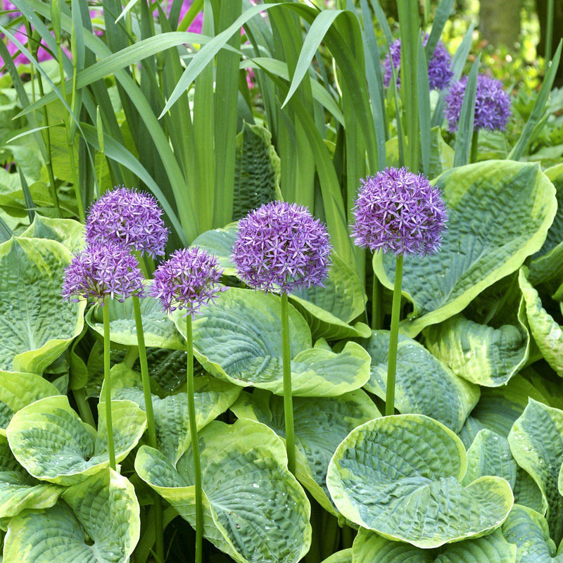 Multiple Stems of Allium Aflatunense Purple Sensation