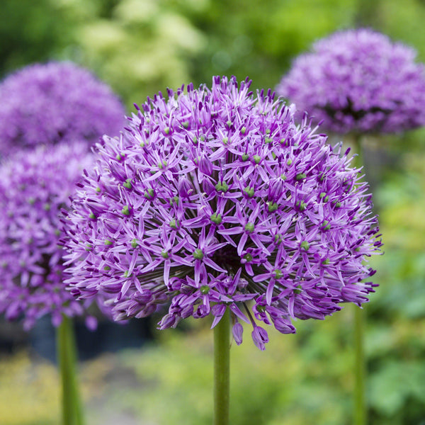sqAllium_Aflatunensea.
