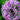 blooming purple allium