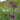 Globe Shaped Allium Purple Sensation