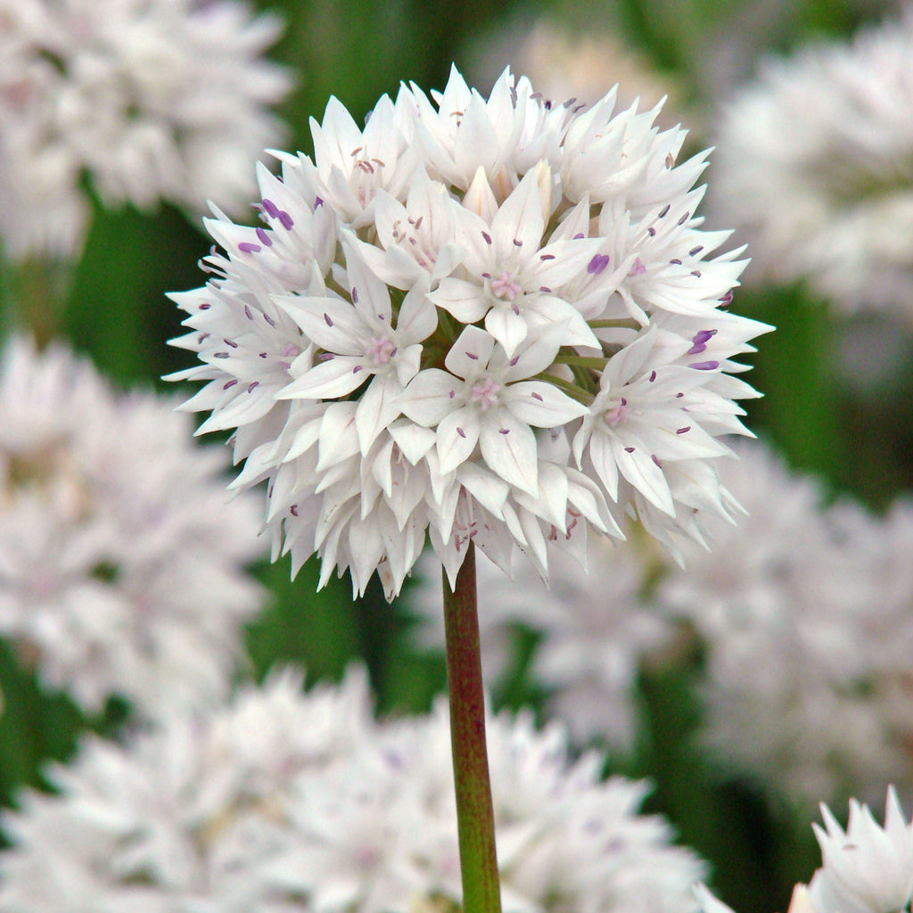Allium Planting Guide Easy To Grow Bulbs