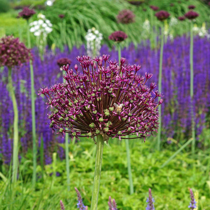 Maroon Allium Atropurpureum