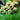 White and Burgundy Allium Sonoma Collection