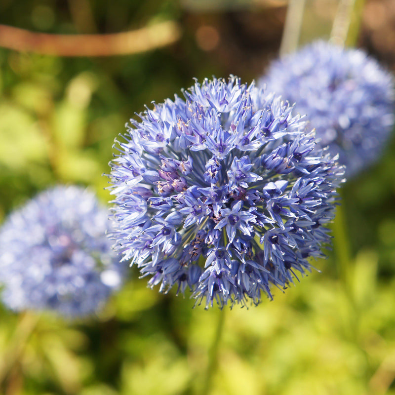Cornflower Blue Allium Azureum