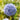 Fully Bloomed, Globe-Shaped Allium Azureum