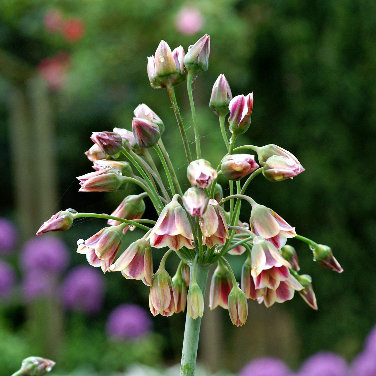 Unusual Colorful Allium Bulbs for Sale Online | Bulgaricum – Easy To ...