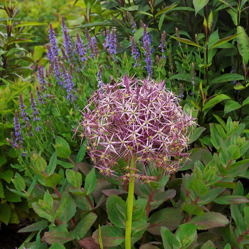 Purple Allium Christophii