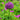 Lovely Purple Allium Giganteum