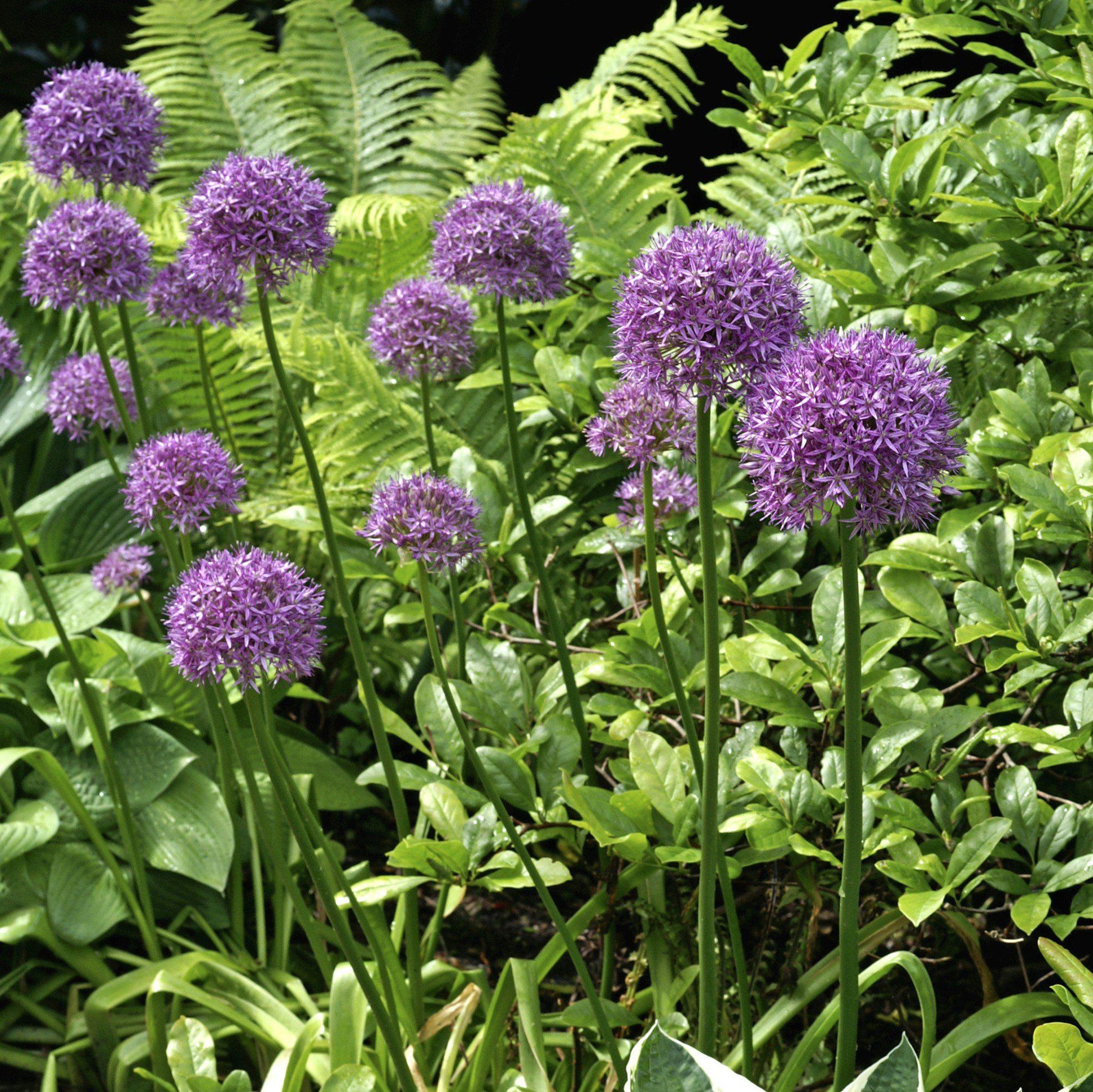 25 giant allium allium giganteum purple globe flower seeds Large Bright Purple Allium Bulbs for Sale Online