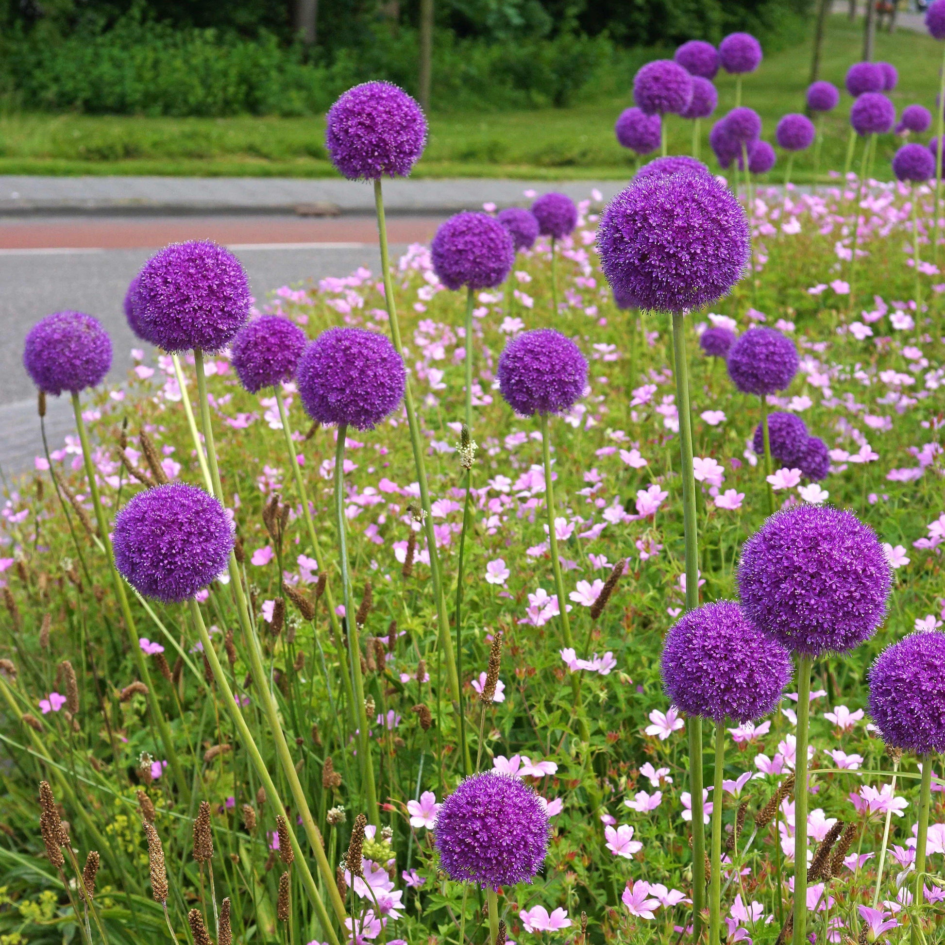 flower seeds allium Allium