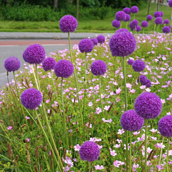 Large Bright Purple Allium Bulbs for Sale Online Giganteum Easy To