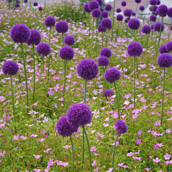 Large Bright Purple Allium Bulbs for Sale Online Giganteum Easy To