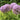 Giant Violet Allium Blossoms