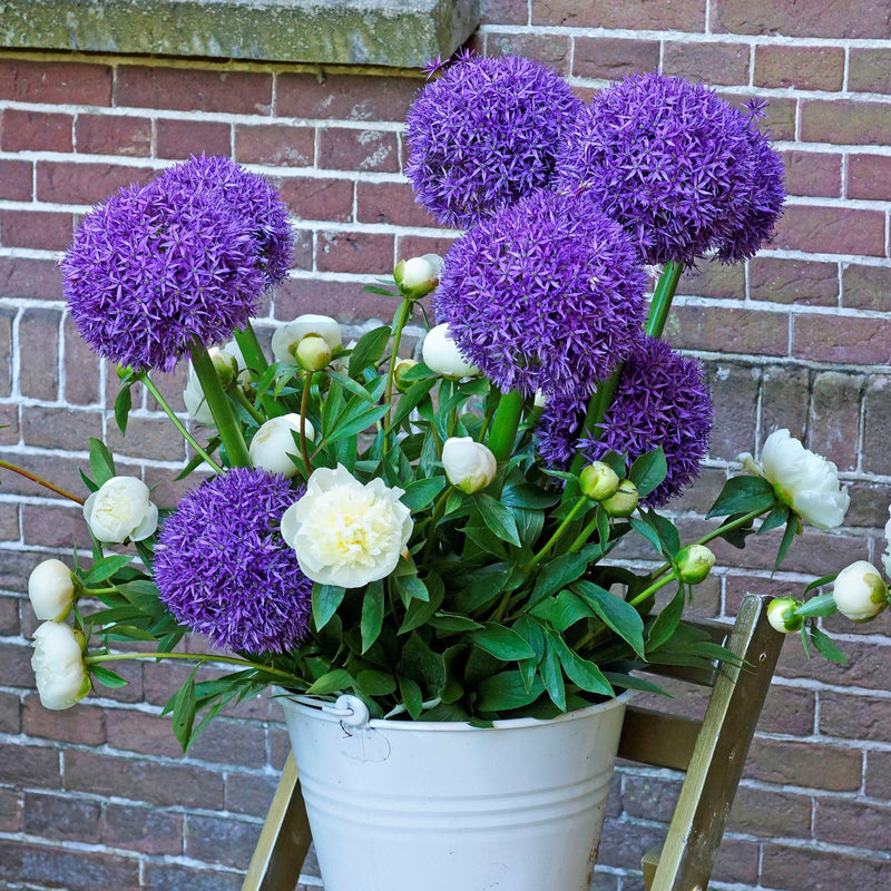 Potted Purple Alliums and White Peonies