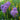Purple Allium Globemaster Blooms