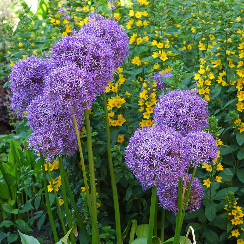 Purple Allium Globemaster Blooms