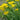 Cheery Yellow Allium Moly Blooms
