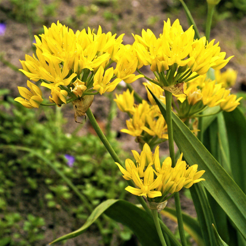 Yellow Allium Flower Crowns