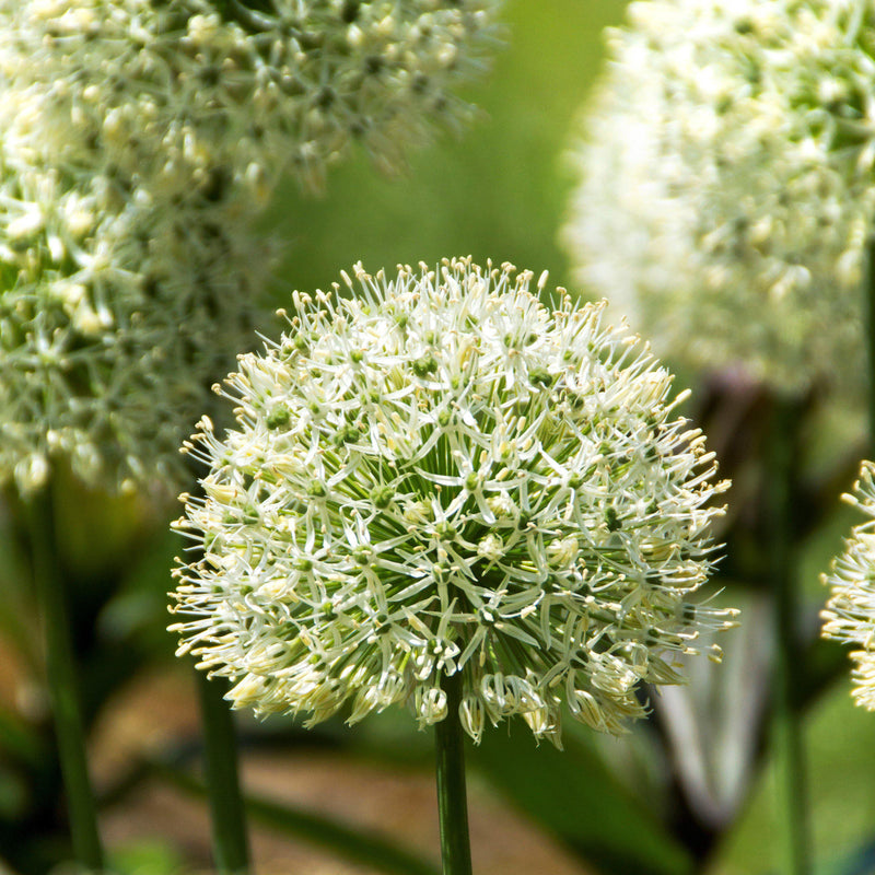 Perfectly Spherical Allium Blossoms