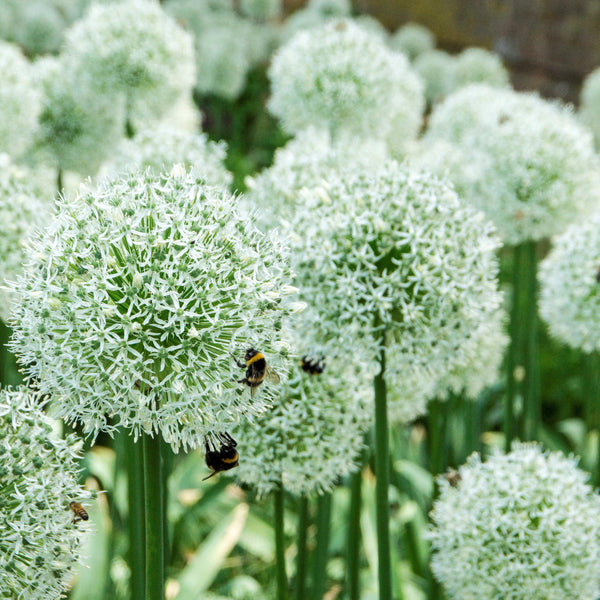 Allium Planting Guide – Easy To Grow Bulbs