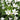 Allium Neapolitanum Blooms