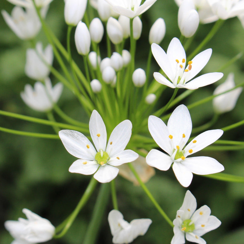Dainty White Allium Blooms