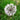 White Allium Neopolitanum