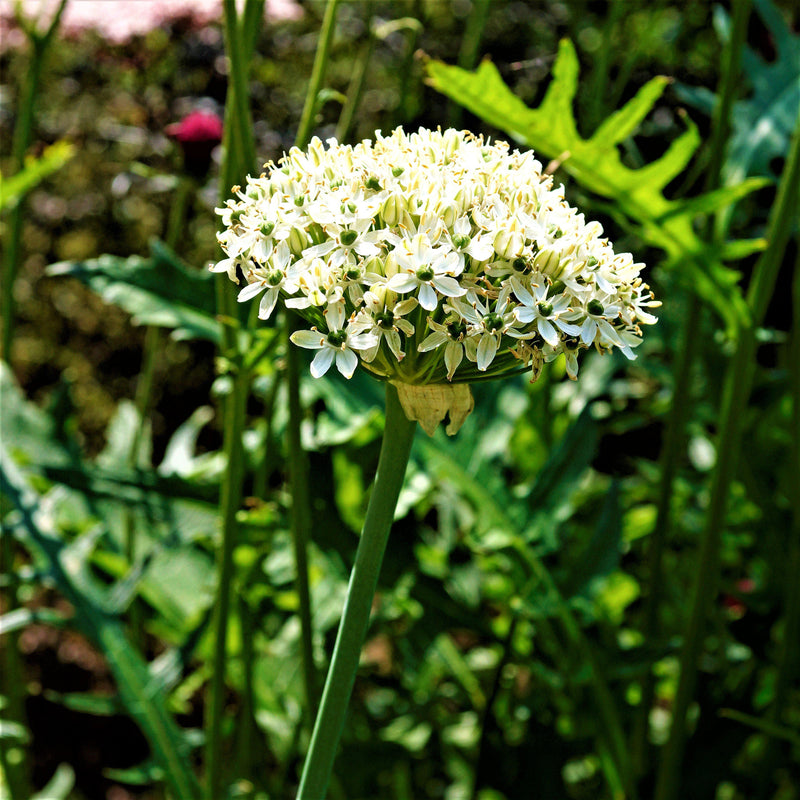 Snowy White Allium Nigrum