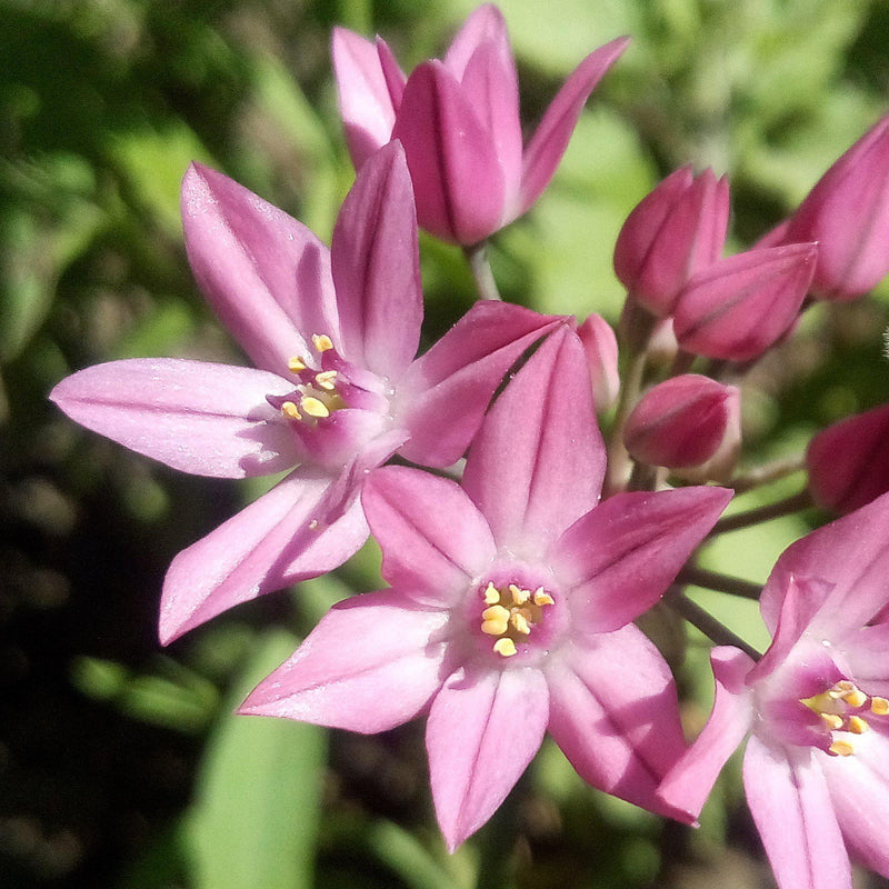 Fully Bloomed Pink Allium