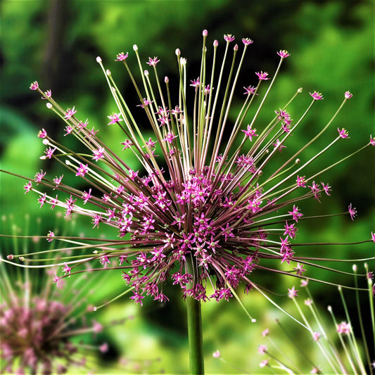 Rose Purple Allium