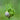 Twisty Green Tendrils Emerge from the Allium Vineale 'Dready'