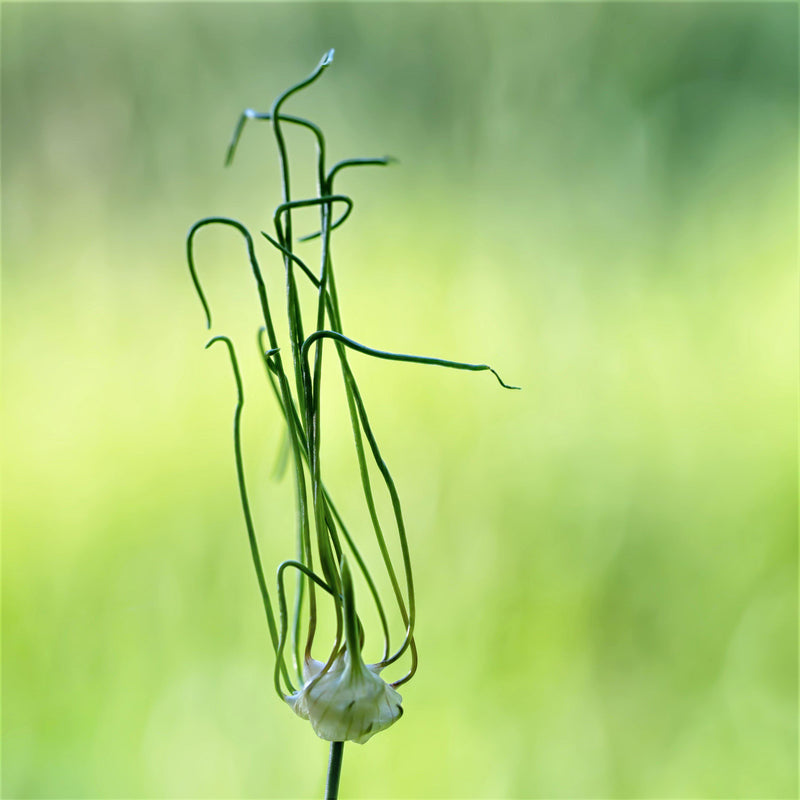 Green Tendrils Stretch Upward out of Allium Vineale 'Dready'