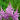 Feathery Purple Astilbe Amethyst