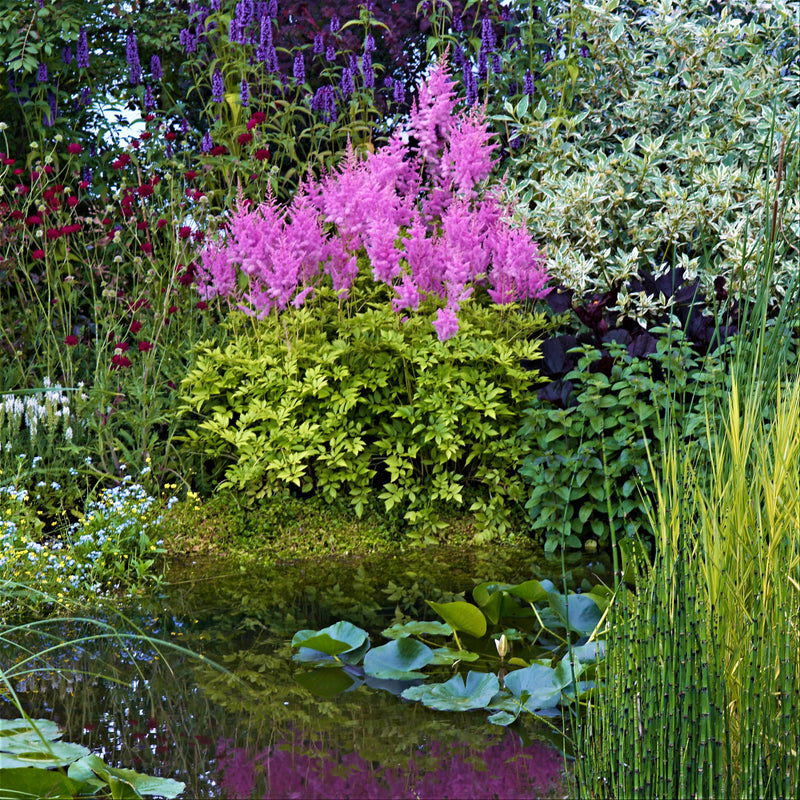 A Colorful Layered Garden Featuring Astilbe Amethyst