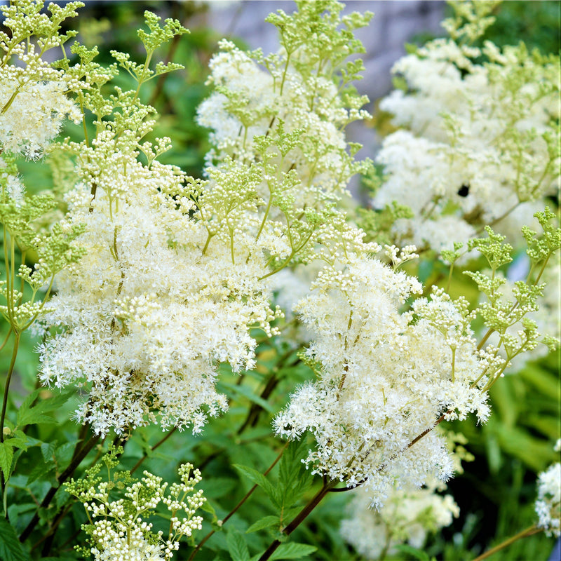 Astilbe Bridal Veil is a foamy, ivory white bloomer with full, branched flower heads and dependably attractive foliage
